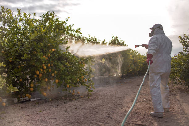 Best Pest Inspection Near Me  in Meggett, SC